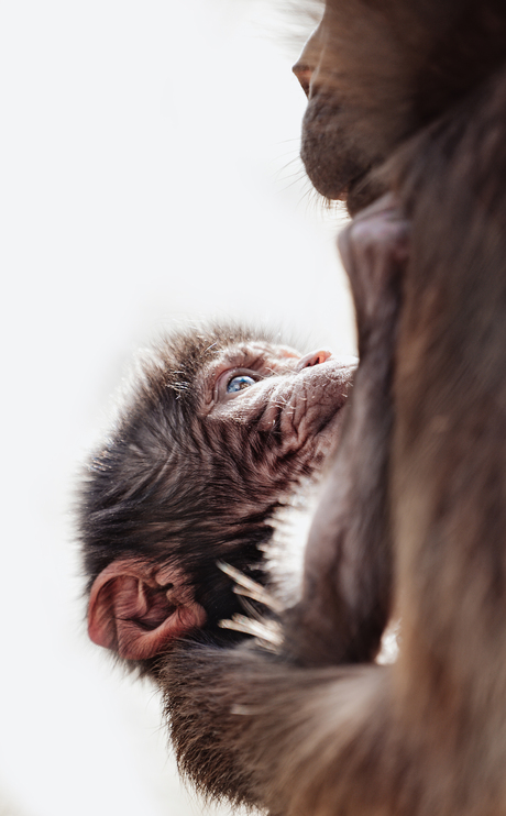 gelada Blijdorp