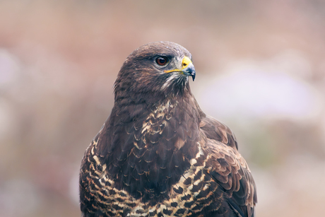 Portret van een buizerd