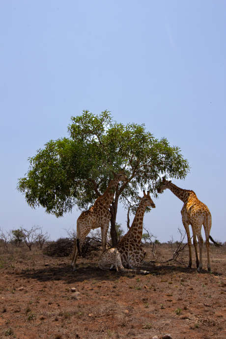schuilen voor de zon