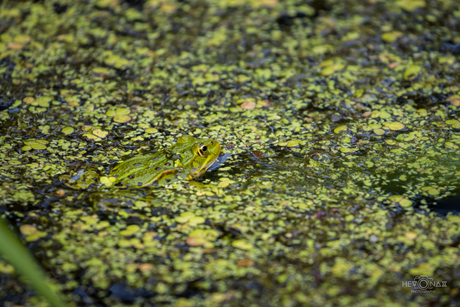 Bastaardkikker (Pelophylax)