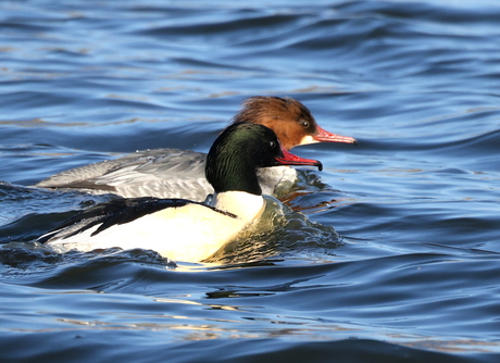 koppeltje zaagbekken