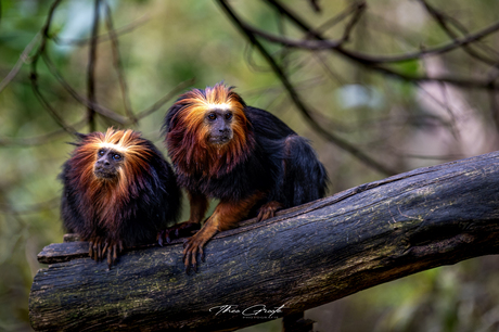 Gouden Tamarin aap