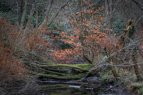 Fallen trees