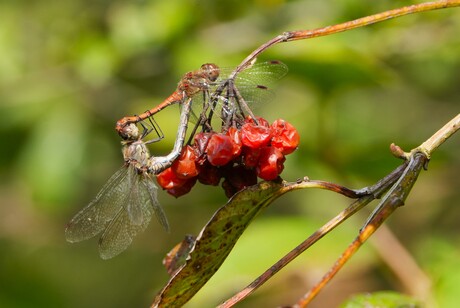 acrobatisch gemengd avontuur