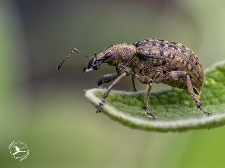 gevlekte aardsnuitkever