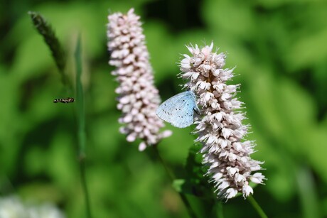 Blauwtje met vlieg 