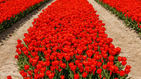 Rode tulpen