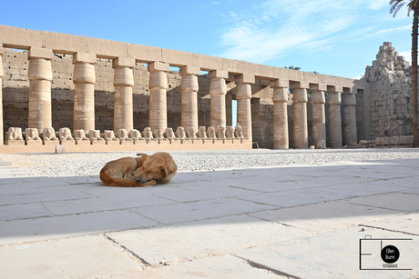 Hond Karnak