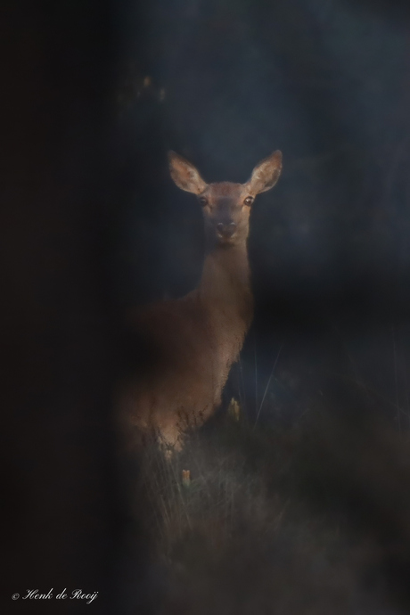 Net een streepje licht
