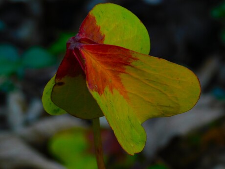 Herfstkleuren van een klavertje vier