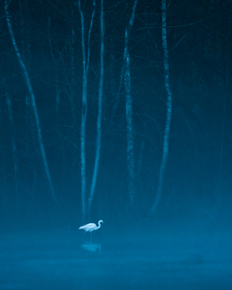 Zilverreiger in het blauwe uur
