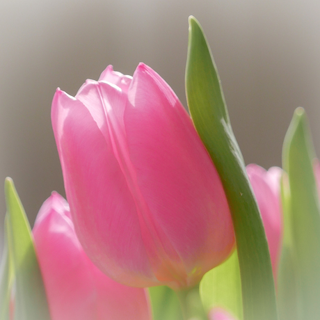 Tulp