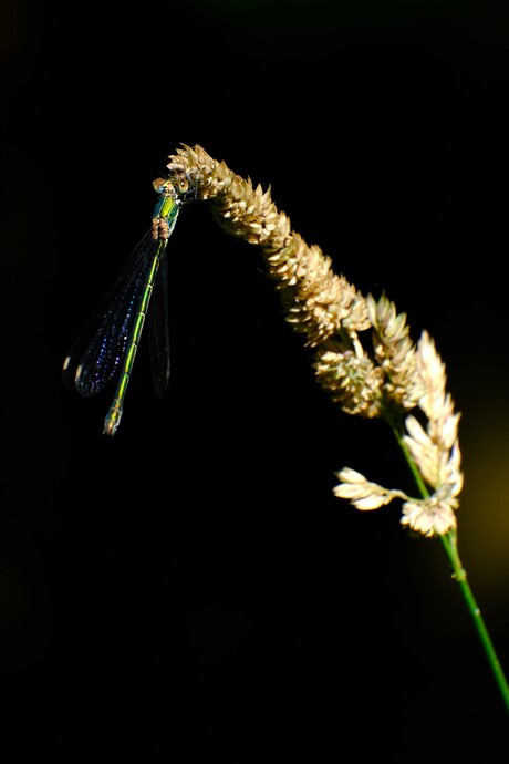 Juffer in de avondzon