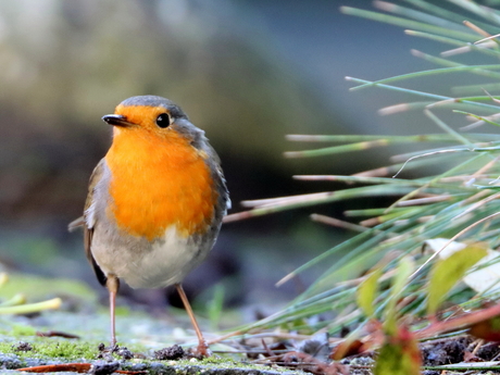 roodborst