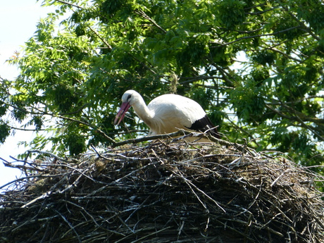 opgeruimd staat netjes