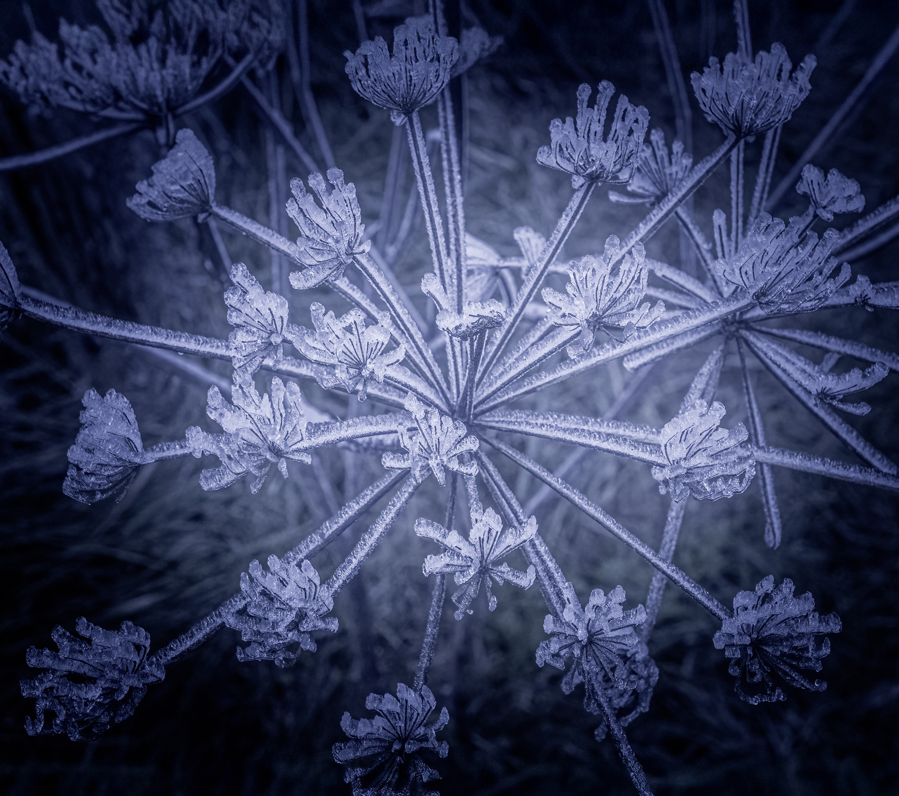 IJzig  - Aan de rand van de sloot de overblijfselen van vorig najaar, bedekt met een laagje rijp. - foto door rondoes op 24-01-2025 - locatie: Beek-Ubbergen, Nederland - deze foto bevat: macro, ijzig, bloem, wit, blauw, rijp, uitgebloeid, close up, canon, canon eos m5, ef-m28mm f/3.5 macro is stm, iso 2000, diafragma ƒ/9, sluitertijd 1/1250s, brandpuntafstand 28mm, vorst, van dichtbij, macrofotografie, zilver, schermbloemigen, stilleven fotografie, koe pastinaak
