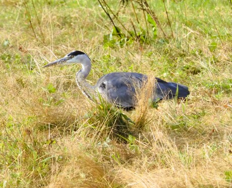 Reiger  in afwachting van zijn prooi