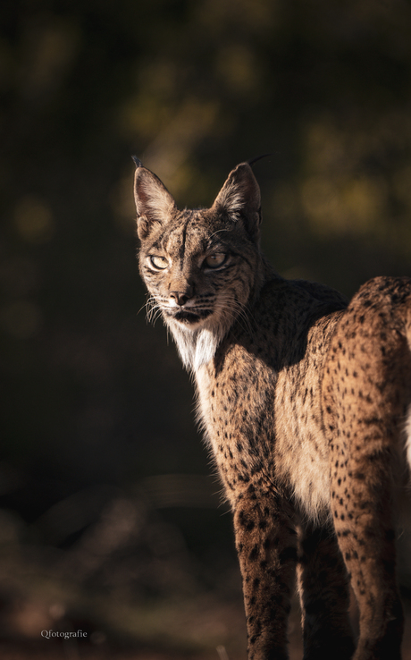 De Iberische lynx (Lynx pardinus) 