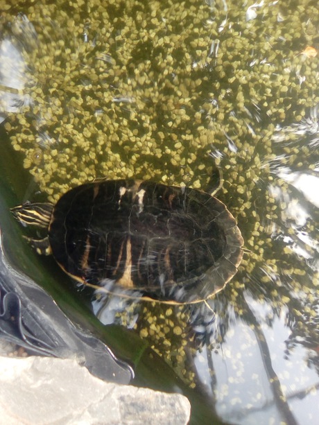 Vissen en zeeschildpad 