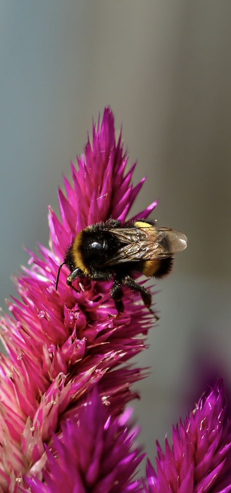 Hommel op de hanekam plant.