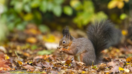 Eekhoorn in Herfst tuin