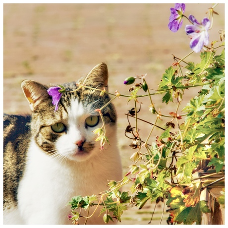 Schattig Kattig