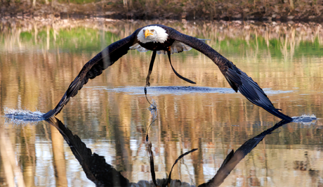 Met de vleugels het water aanraken.