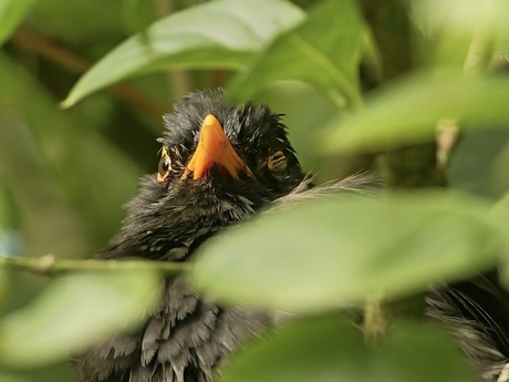 Verstoppertje met een merel