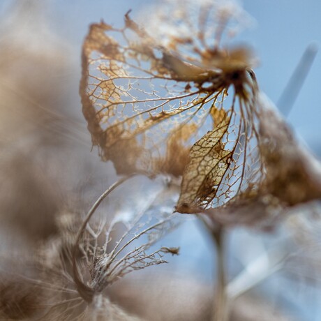 Hortensia