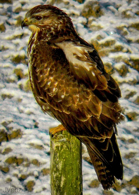 Buizerd 