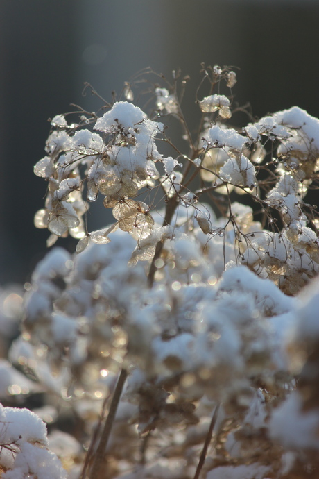 annabel in de sneeuw