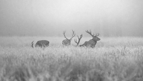 Geweidragers in rijp en mist