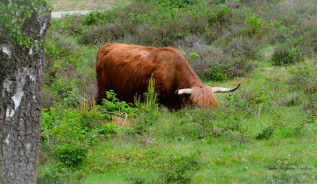 Schotse Hooglander (ik ben wat aan het zoeken)