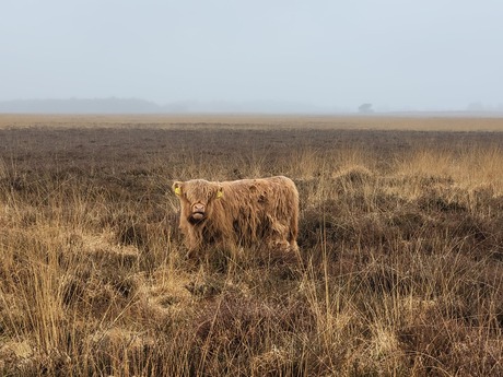 Schotse Hooglander