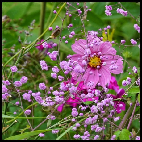 Thalictrum en Cosmos 