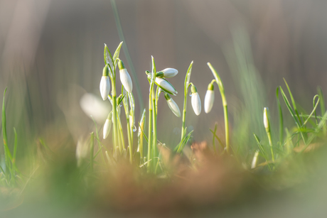 Sneeuwklokjes