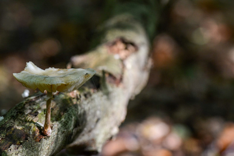 Paddenstoel op boom