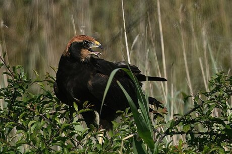 Bruine kiekendief