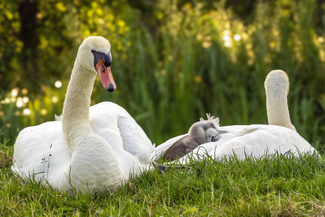 Familie zwaan rustend aan de waterkant