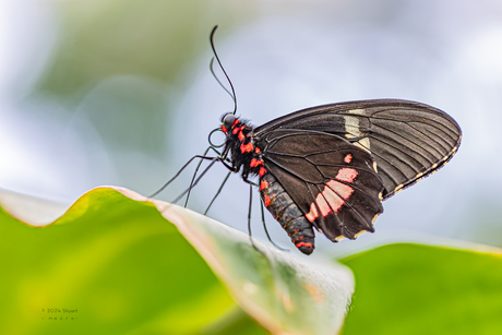 Parides iphidamas