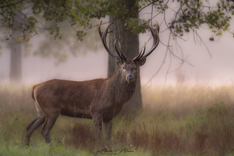 Edelhert in het bos