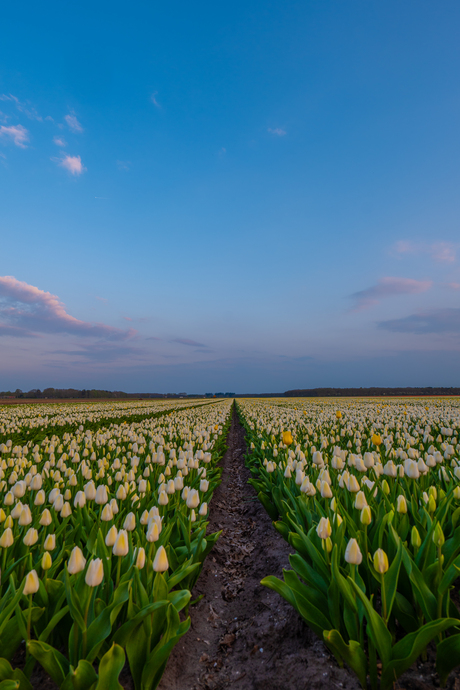 witte en gele tulpen