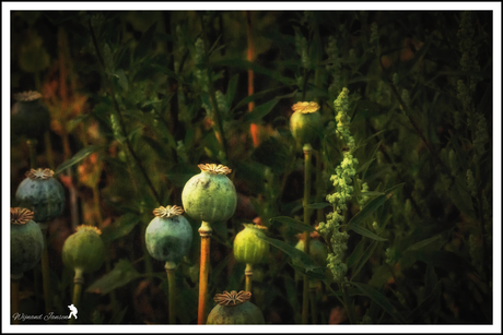 Papaver somniferum var.