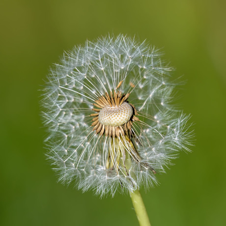 Dandelion