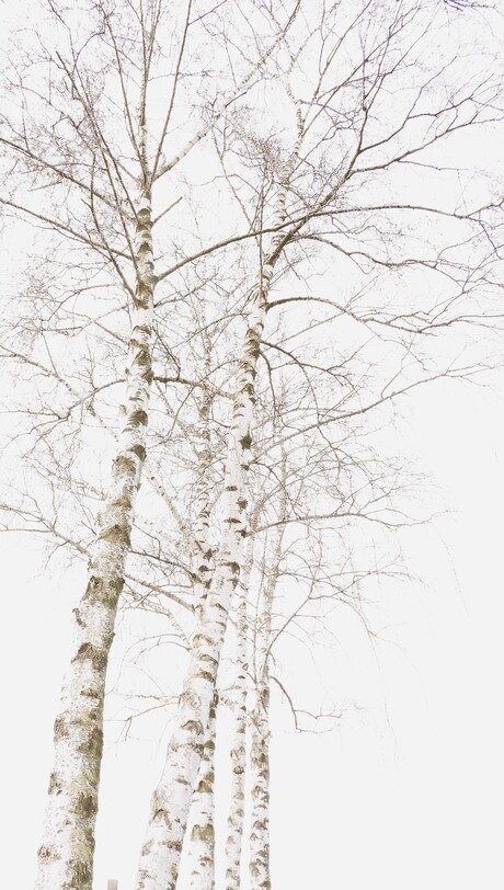 Berkenbomen in een grijze lucht