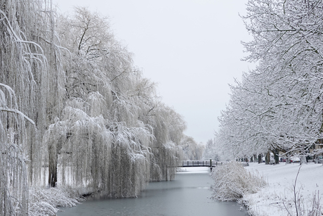 Treurwilgen in de sneeuw