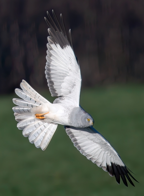 Blauwe kiekendief in de vlucht