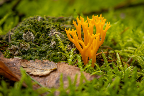 Mooie kant van de herfst...