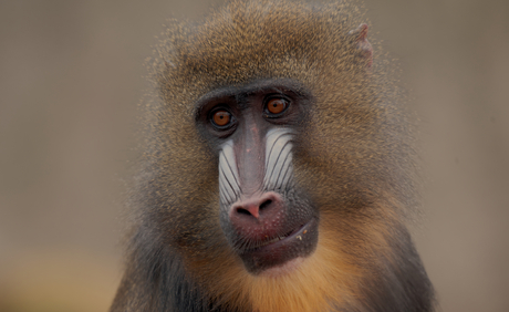 Mandril portret 