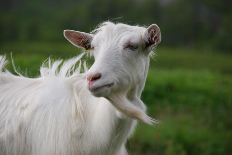 Als je haar maar goed zit